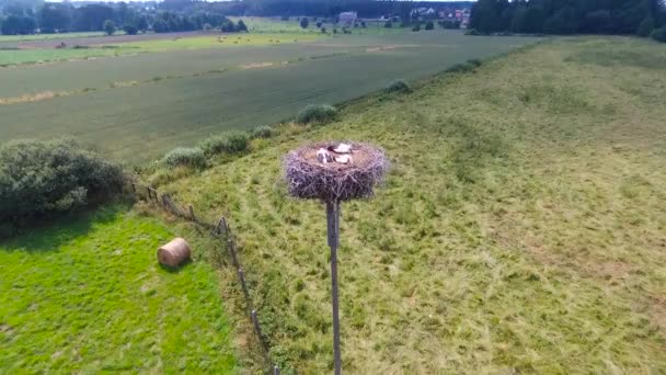 Cicogne Nidificano Con Pulcini Genitori Polonia Vista Aerea — Video Stock