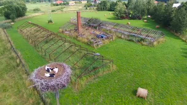 Ooievaars Nesten Met Kuikens Ouders Polen Luchtfoto — Stockvideo