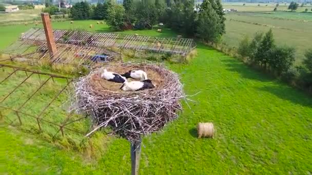 Storkar Häckar Med Kycklingar Och Föräldrar Polen Flygfoto — Stockvideo