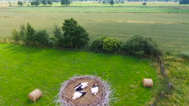 Les cigognes nichent avec les poussins et les parents. Pologne. Vue Aérienne . 