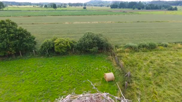 Gniazdo Bocianów Piskląt Rodziców Polska Widok Lotu Ptaka — Wideo stockowe