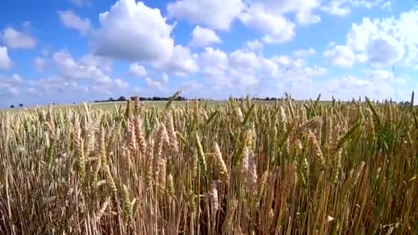 Weizenfeld Von Windkran Gestreichelt Geschossen Natur Hintergrund Gesundheitskonzept — Stockvideo