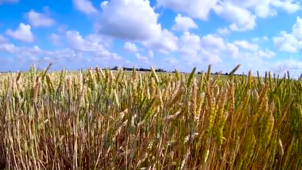 由风起重机镜头的自然背景健康概念高清爱抚的麦田 — 图库视频影像