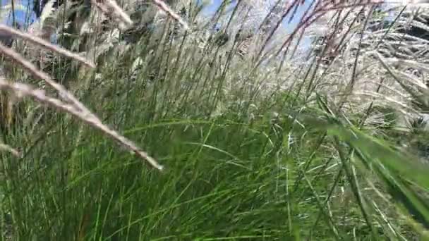 Primer plano de hierba balanceándose suavemente en el viento contra el cielo — Vídeo de stock