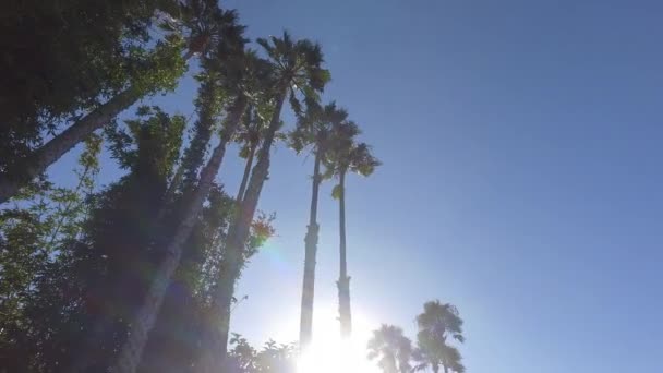 Плавний рух камери через дерева в парку — стокове відео