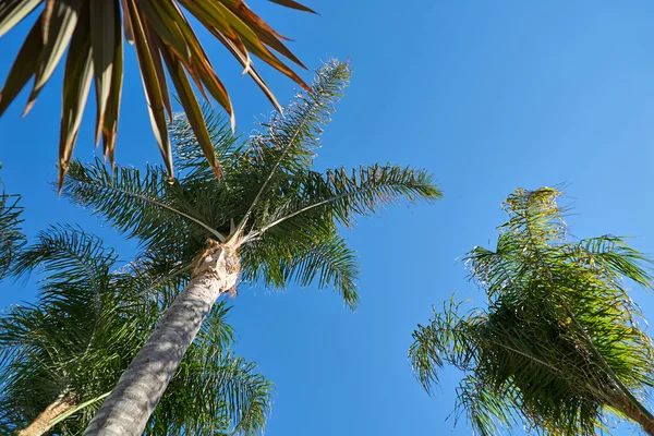 Vista de palmeras contra el cielo — Foto de Stock