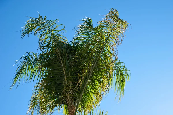 Vista de palmeras contra el cielo — Foto de Stock