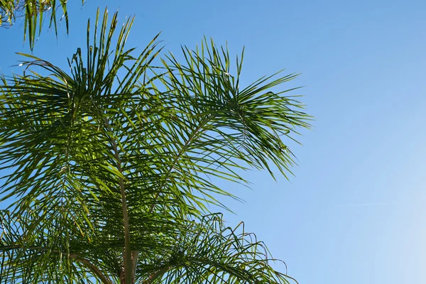 Weergave van palmbomen tegen hemel — Stockfoto