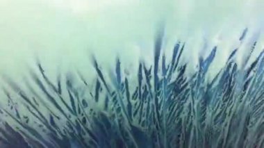 köpüklü Oto yıkama bir otomobilin ön pencere aşağı koşma