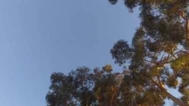 Parkta ağaçların arasından kamera düzgün hareket