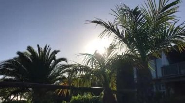 palm ağaçlar gökyüzü görünümü