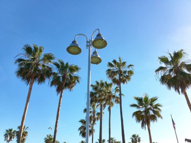 palm ağaçlar gökyüzü görünümü