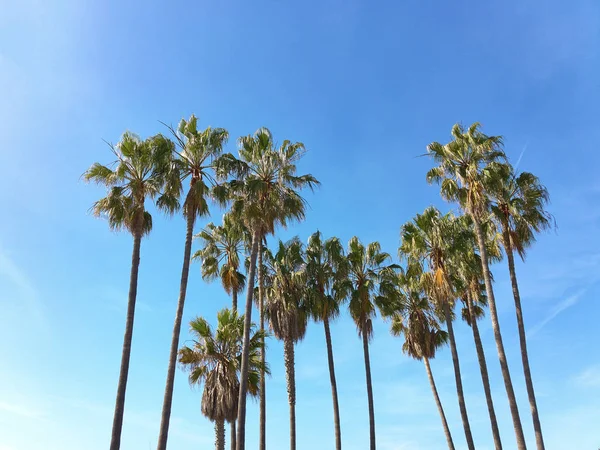 View of palm trees against sky — Stock Photo, Image
