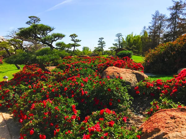 Belles fleurs et arbres dans le jardin japonais — Photo