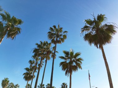 palm ağaçlar gökyüzü görünümü