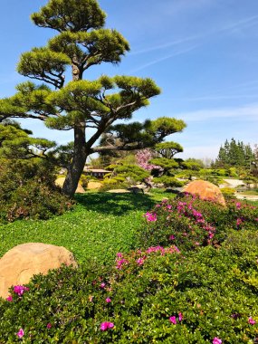 Güzel çiçekler ve ağaçlar Japon bahçe içinde
