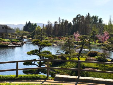 Güzel çiçekler ve ağaçlar Japon bahçe içinde