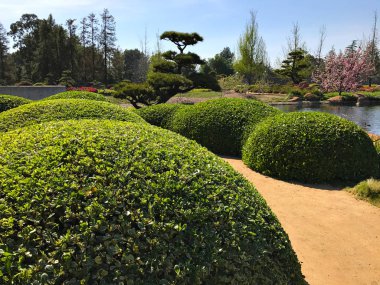 Güzel çiçekler ve ağaçlar Japon bahçe içinde