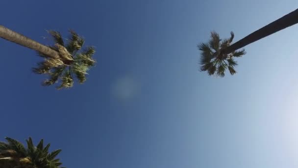 Le mouvement en douceur de la caméra à travers les palmiers dans le parc. Steadicam. Los Angeles 