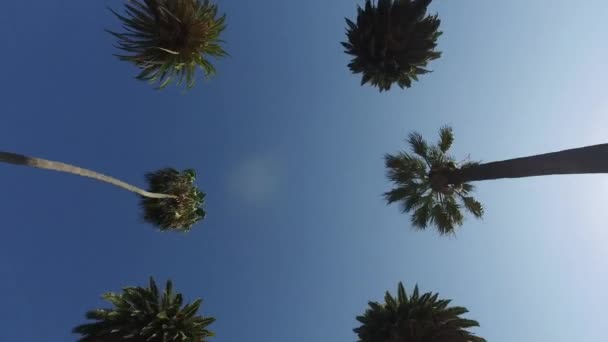 O movimento suave da câmera através das palmeiras no parque. Steadicam. Los Angeles — Vídeo de Stock