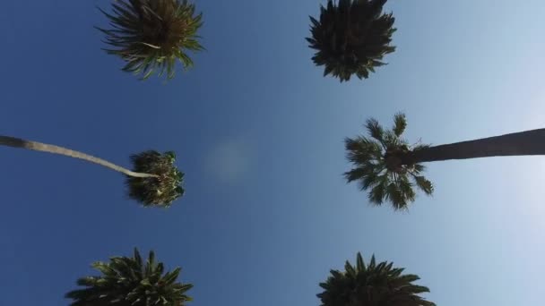 Le mouvement en douceur de la caméra à travers les palmiers dans le parc. Steadicam. Los Angeles 
