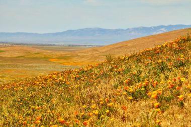 En yoğun çiçeklenme zaman, antilop Valley California haşhaş rezerv sırasında Poppy California alanları