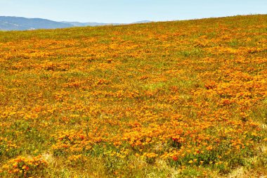 En yoğun çiçeklenme zaman, antilop Valley California haşhaş rezerv sırasında Poppy California alanları