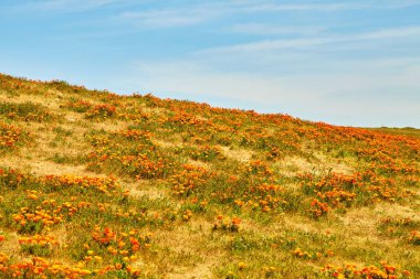 En yoğun çiçeklenme zaman, antilop Valley California haşhaş rezerv sırasında Poppy California alanları
