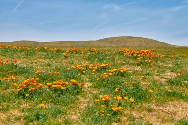 En yoğun çiçeklenme zaman, antilop Valley California haşhaş rezerv sırasında Poppy California alanları