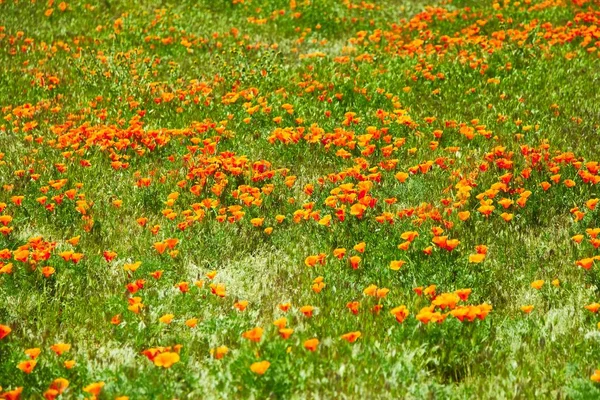 Fields of California Poppy during peak blooming time, Antelope Valley California Poppy Reserve — Stock Photo, Image