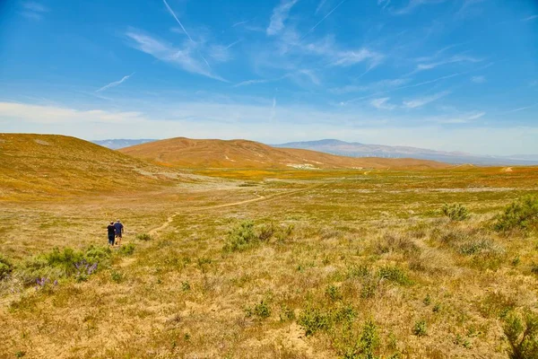 Fields of California Poppy during peak blooming time, Antelope Valley California Poppy Reserve