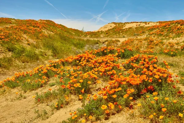 Fields of California Poppy during peak blooming time, Antelope Valley California Poppy Reserve