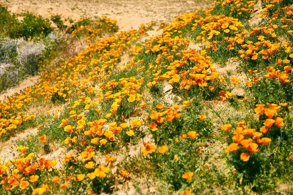 Velden van California Poppy tijdens piekuren bloeiende, Antelope Valley slaapmutsje Reserve — Stockfoto