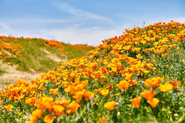 En yoğun çiçeklenme zaman, antilop Valley California haşhaş rezerv sırasında Poppy California alanları