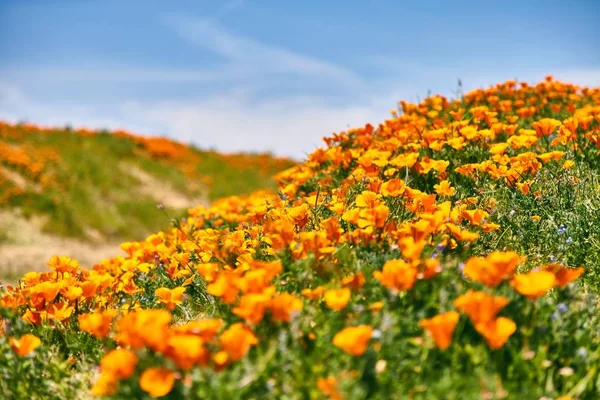 En yoğun çiçeklenme zaman, antilop Valley California haşhaş rezerv sırasında Poppy California alanları