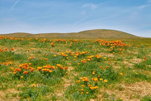 Campos de la amapola de California durante la floración pico, Antelope Valley California Poppy Reserve Imágenes de stock libres de derechos