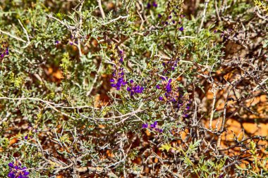 Güzel bitki Güney Nevada, yangın State Park vadi, ABD