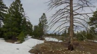 Bryce Canyon bahar Road Pov sürüş inanılmaz güzel manzara. Jeolojik oluşum hava su erozyonu. Doğa ekolojik hassas peyzaj ve Turizm hedef