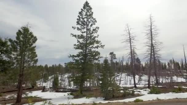 Unglaublich schöne Landschaft in bryce canyon spring road driving pov. geologische Formation verwittert die Wassererosion. Natur ökologisch sensible Landschaft und Touristenziel — Stockvideo