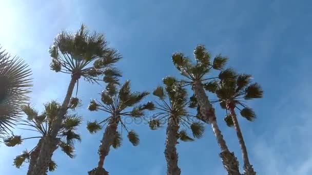 Wind schudt de palmbomen tegen de blauwe hemel — Stockvideo