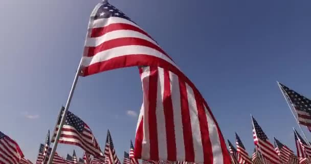 Amerikan bayrakları rüzgarda anma gününde çırpınan kümesi. Los Angeles, Kaliforniya, ABD — Stok video