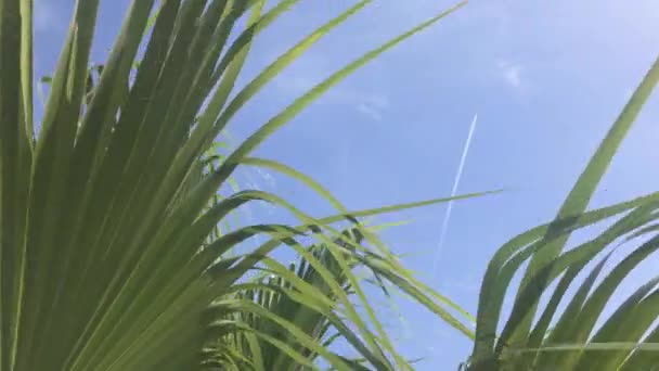 Las hojas de una palmera de California se balancean en el viento contra el cielo azul. Día soleado brillante — Vídeo de stock