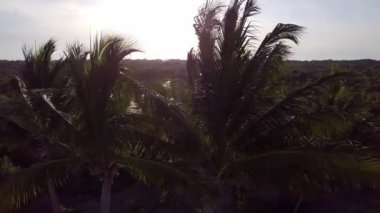 Hava dron vurdu. Kamera yavaş yavaş Hindistan cevizi avuç içi uçar. Karayip Denizi'nin kıyısında güzel gün batımı. Riviera Maya, Quintana Roo, Meksika