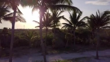 Hava dron vurdu. Kamera yavaş yavaş Hindistan cevizi avuç içi uçar. Karayip Denizi'nin kıyısında güzel gün batımı. Riviera Maya, Quintana Roo, Meksika