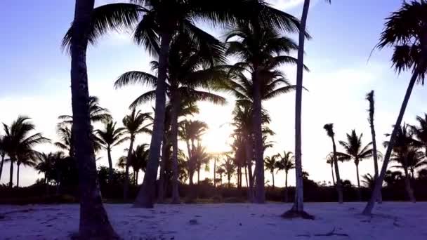 Aerial drone strzał. Aparat powoli leci między palmami kokosowymi. Piękny zachód słońca na wybrzeżu Morza Karaibskiego. Riviera Maya, Quintana Roo, Meksyk — Wideo stockowe