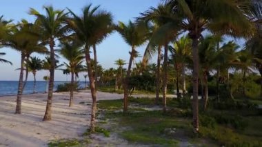 Hava dron vurdu. Kamera Hindistan cevizi avuç içi arasında yavaş yavaş uçar. Karayip Denizi'nin kıyısında güzel gün batımı. Riviera Maya, Quintana Roo, Meksika
