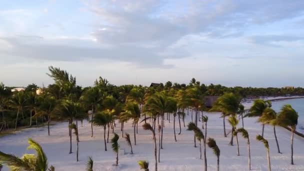 Aerial drone strzał. Aparat powoli leci nad palmy kokosowe. Piękny zachód słońca na wybrzeżu Morza Karaibskiego. Riviera Maya, Quintana Roo, Meksyk — Wideo stockowe
