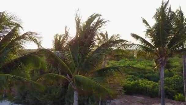 Um drone aéreo disparado. A câmera voa lentamente acima das coqueiros. Belo pôr do sol na costa do Mar das Caraíbas. Riviera Maya, Quintana Roo, México — Vídeo de Stock