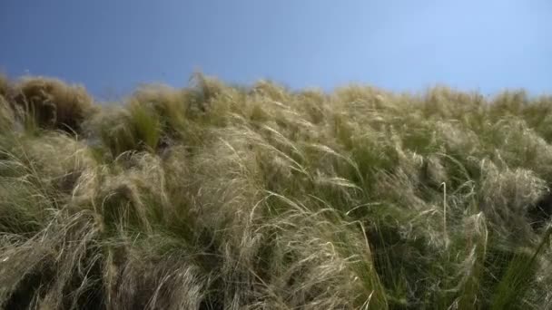 青い空に背の高い熱帯の草が風に揺れる。クローズアップショット. — ストック動画