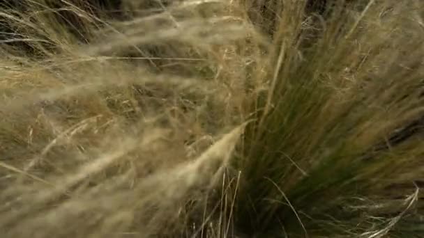 A grama alta tropical oscila ao vento. Imagem de close-up . — Vídeo de Stock